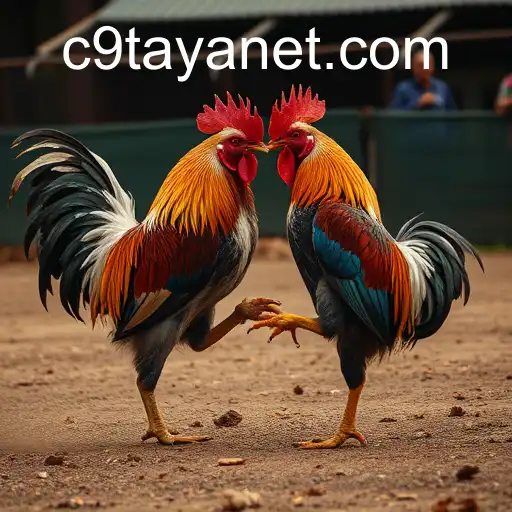 The Rise of Online Sabong: Exploring C9TAYA's Influence